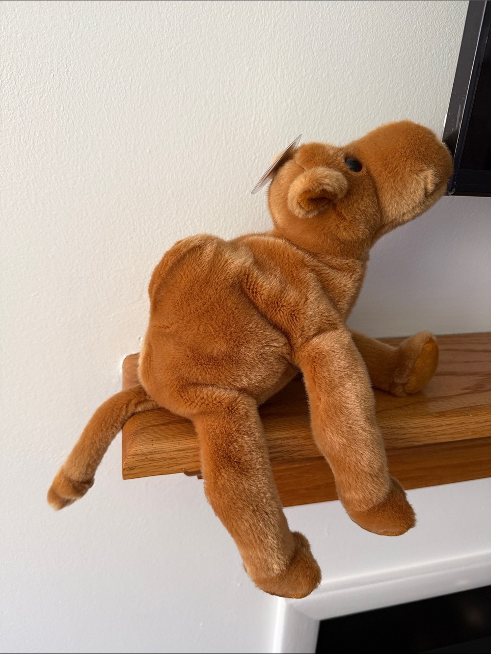 TY Beanie Buddies Humphrey The Camel